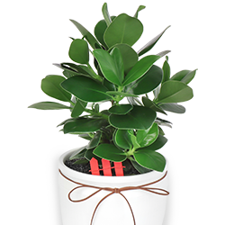 ������ȭ